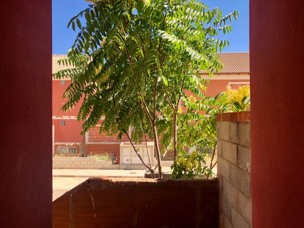 A tree grows in the front garden of an abandoned house, seen from inside the doorway.