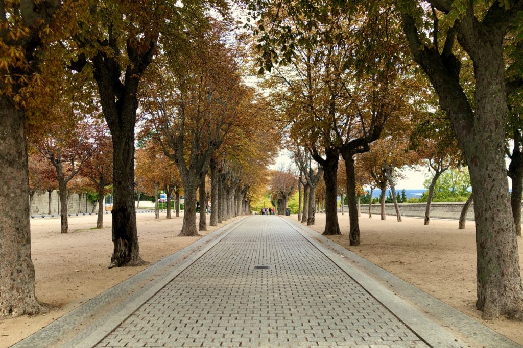 Walking back down the line of yellow trees in El Escorial.