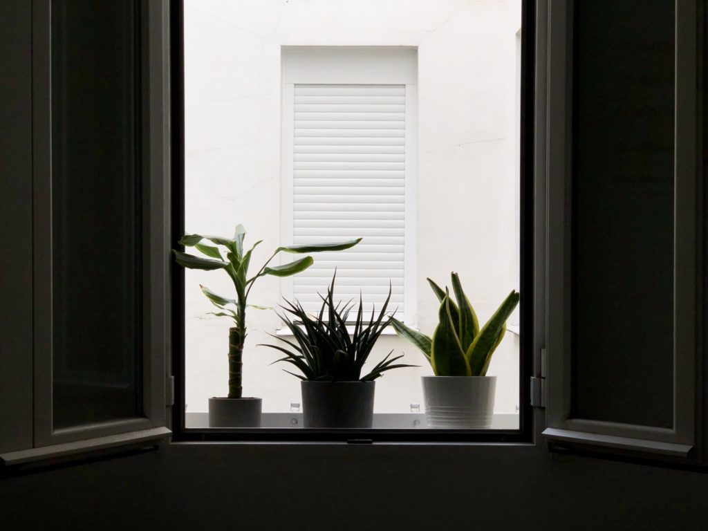 The silhouettes of three plants are seen in a window sill of my flat in Madrid.