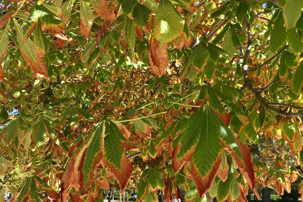 Changing leaves in Retiro