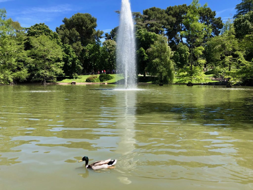 A duck swims across a lake.