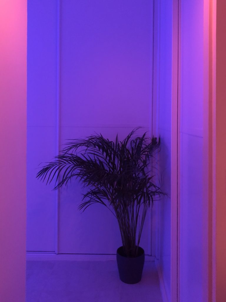 A plant is bathed in the glow of both a red and blue light.