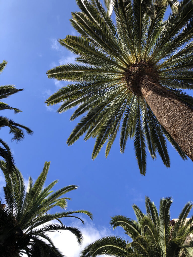 Palm trees seen from below against a blue sky.